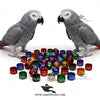Customised African Grey Parrot Rings — Aluminium Color Rings for Identification and Tracking