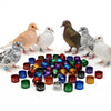 Customised Dove Rings — Aluminium Color Rings for Dove Identification and Tracking