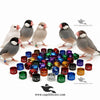 Customised Java Sparrow Rings — Aluminium Color Rings for Java Sparrow Identification and Tracking