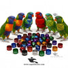 Customised Lory and Lorikeet Rings — Aluminium Color Rings for Identification and Tracking