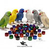 Customised Ringneck Parrot Rings — Aluminium Color Rings for Identification and Tracking