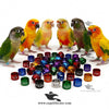 Customised Conure Parrot Rings — Aluminium Color Rings for Conure Identification and Tracking
