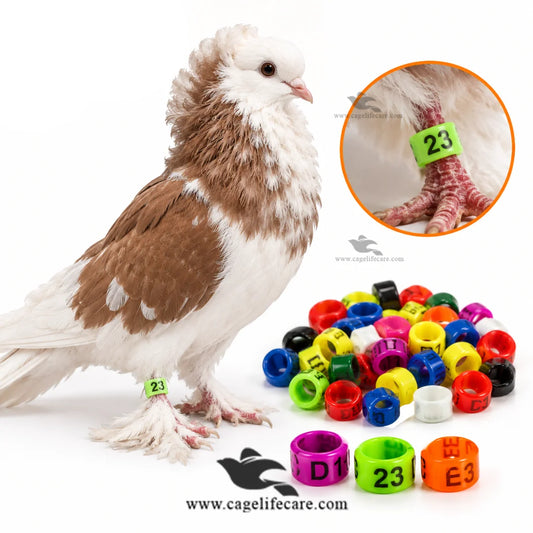 Customized PBR plastic pigeon rings in multiple sizes and colors