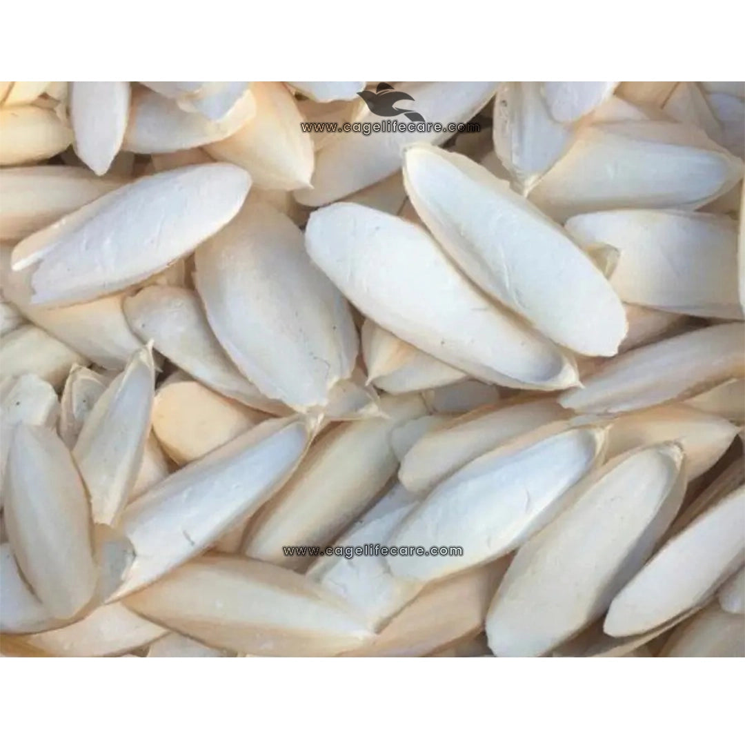 Medium Cuttlefish Bone – Natural Calcium Source for Birds