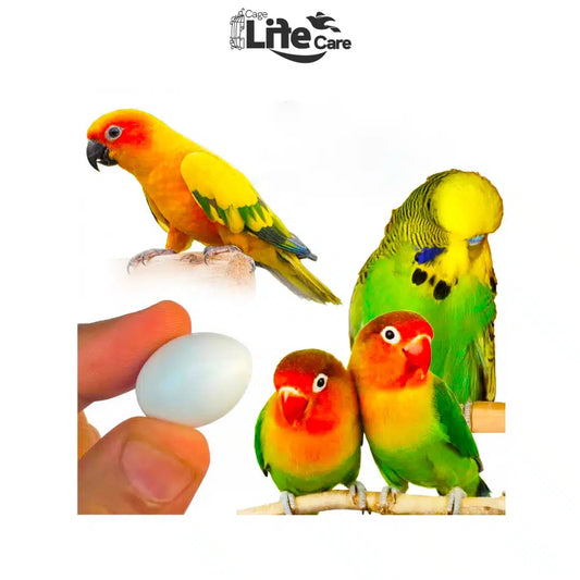 Dummy Eggs for Medium-Sized Parrots ( Lovebird, Budgies Doves )