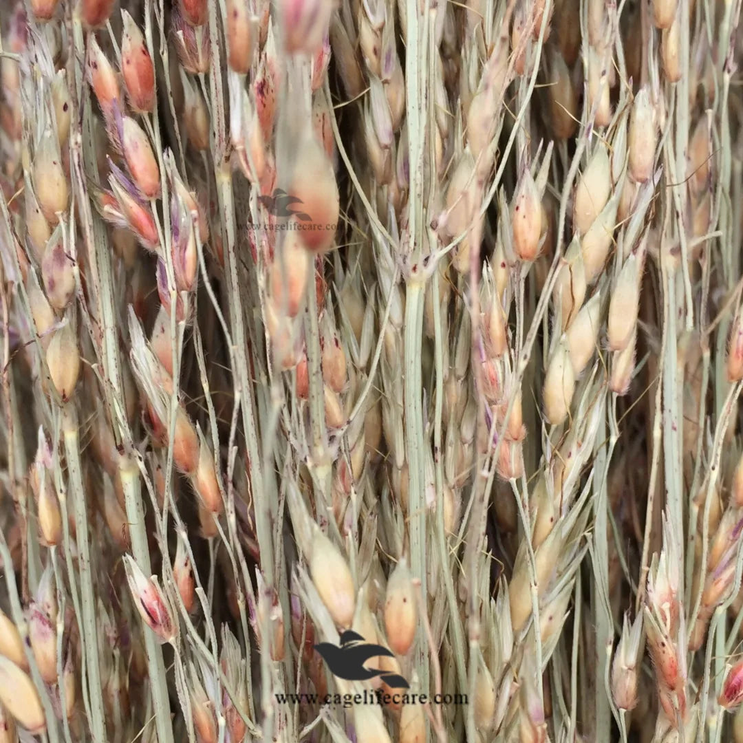 Delicha Grass Seed – Premium Natural Nutrition for Birds