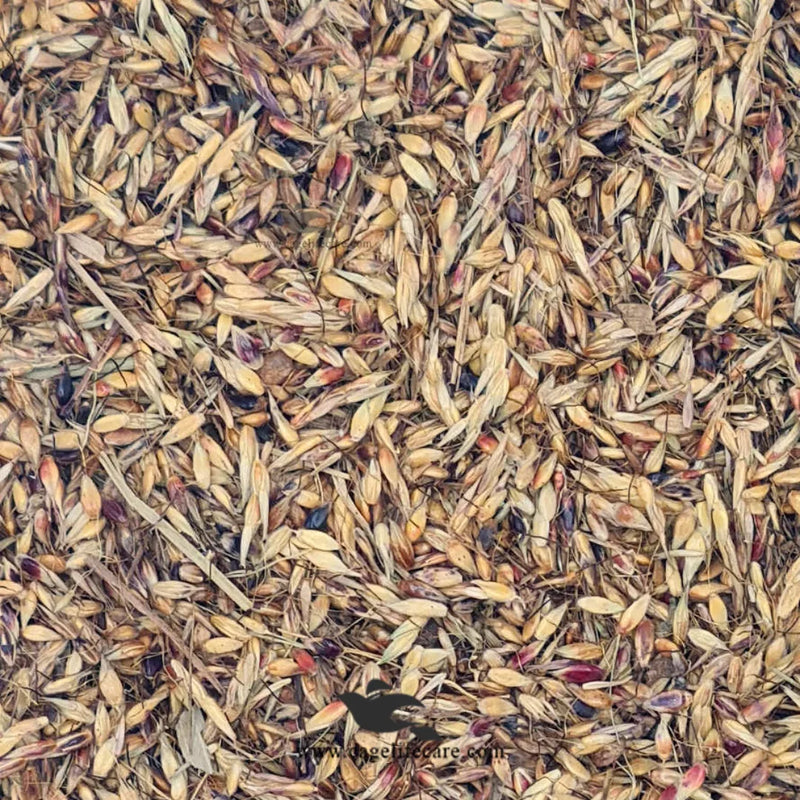 Delicha Grass Seed – Premium Natural Nutrition for Birds