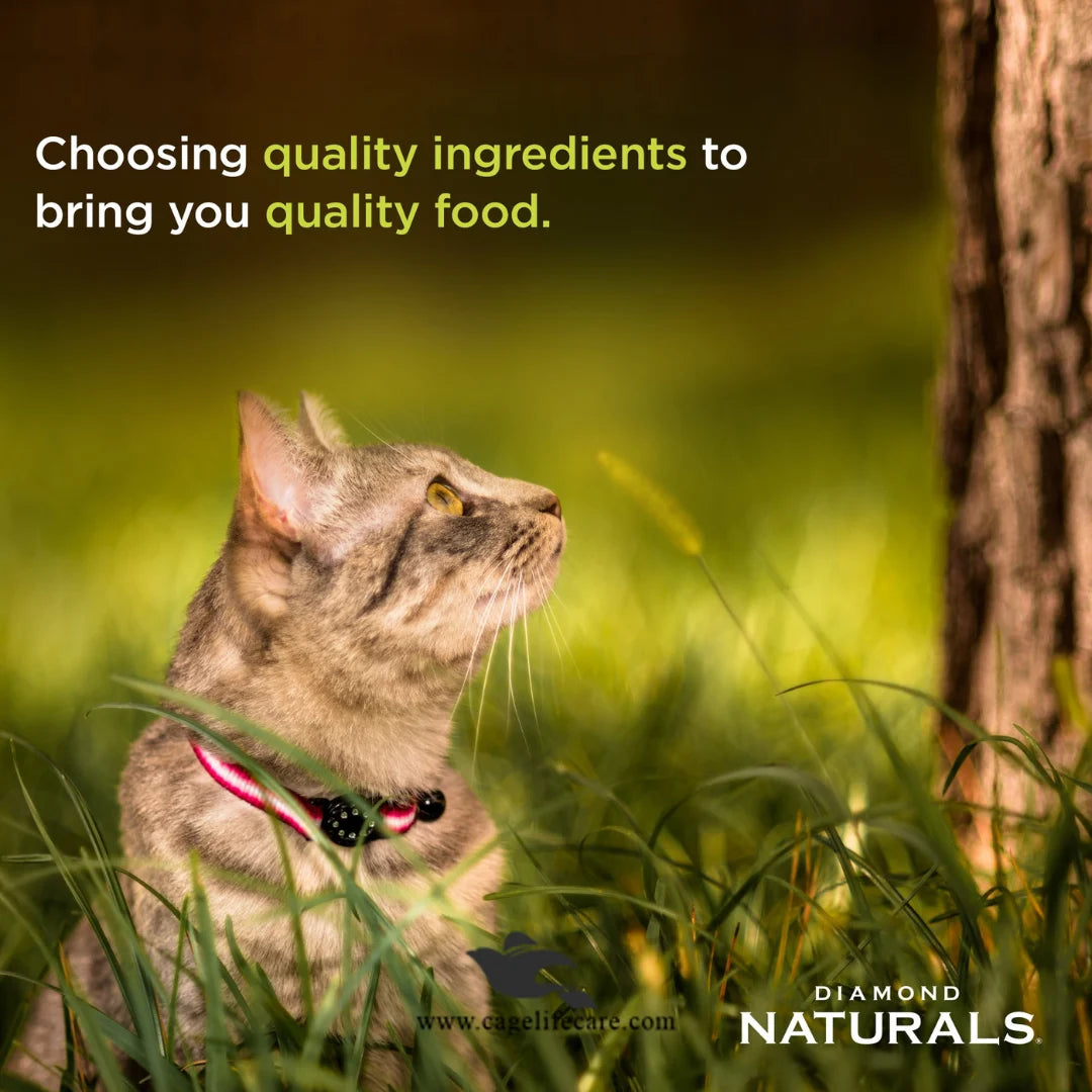Diamond Naturals Kitten Cat Food – Chicken & Rice Formula | DHA + Probiotics | 1KG