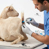 Digital Veterinary Thermometer — Imported Regular Size for Cattle, Livestock & Farm Animals
