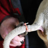 Docking Rubber Rings – Tail Docking for Livestock