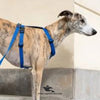 Dog Nylon Soft Body Harness & Leash Set – Imported