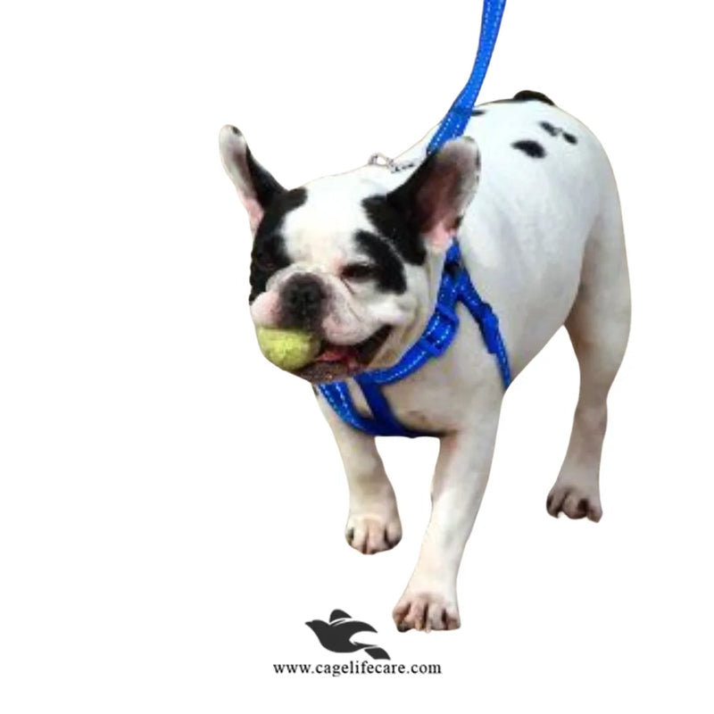 Dog Nylon Soft Body Harness & Leash Set – Imported