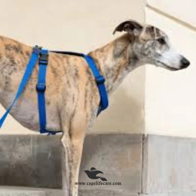 Dog Nylon Soft Body Harness & Leash Set – Imported