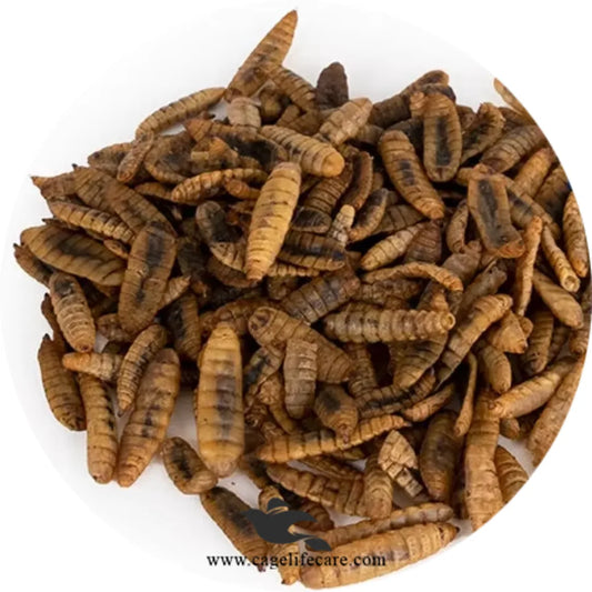 Dried Maggots – High Protein Natural Feed for Poultry & Birds