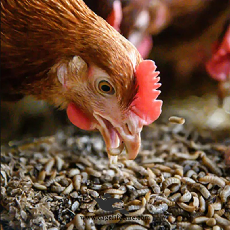 Dried Maggots – High Protein Natural Feed for Poultry & Birds