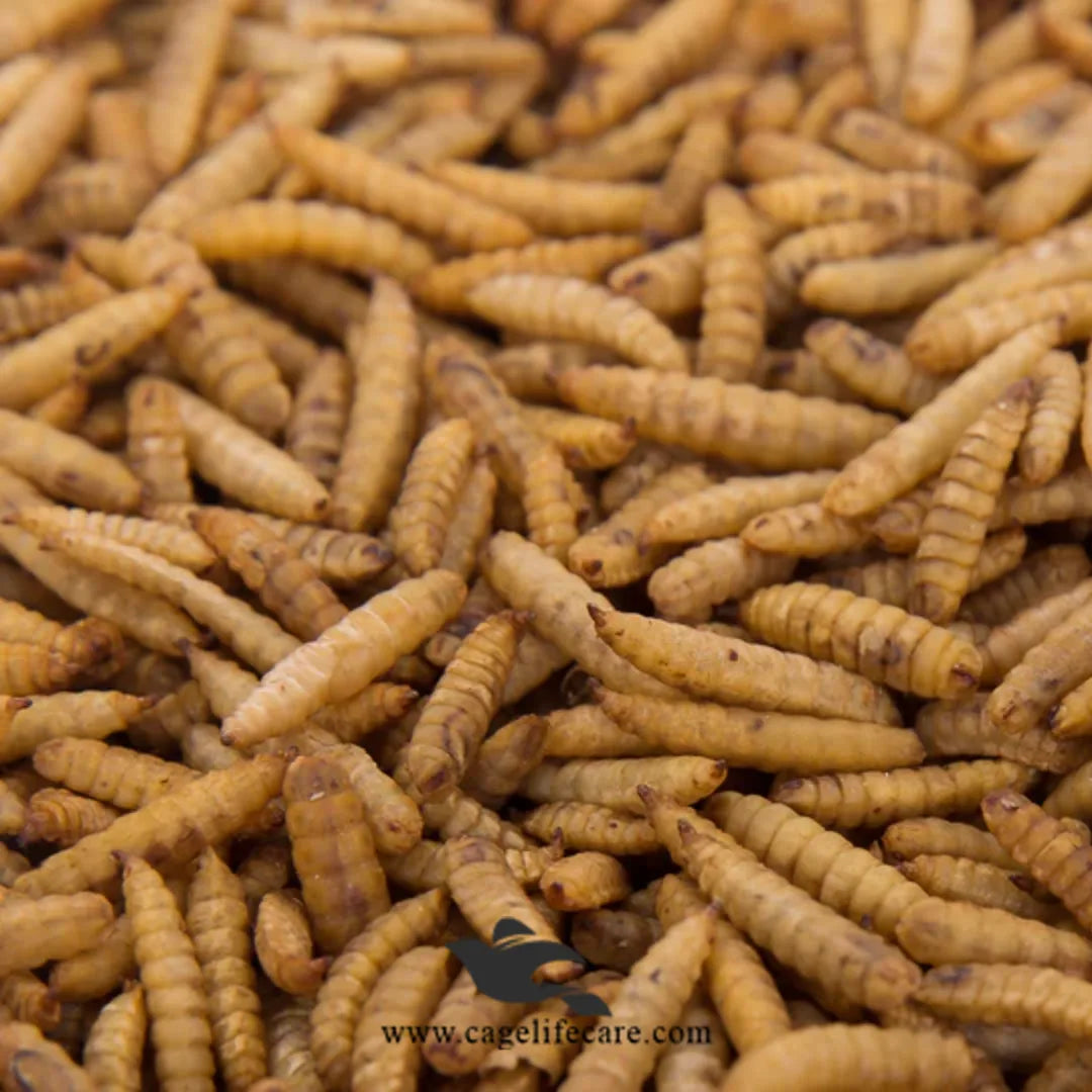 Dried Maggots – High Protein Natural Feed for Poultry & Birds