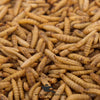 Dried Maggots – High Protein Natural Feed for Poultry & Birds