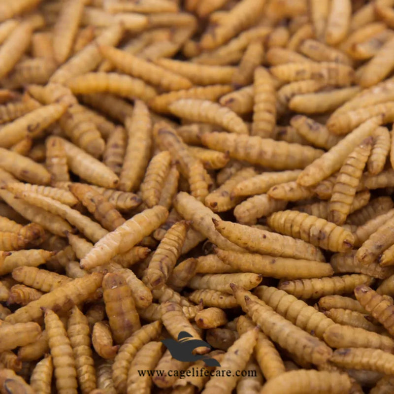 Dried Maggots – High Protein Natural Feed for Poultry & Birds
