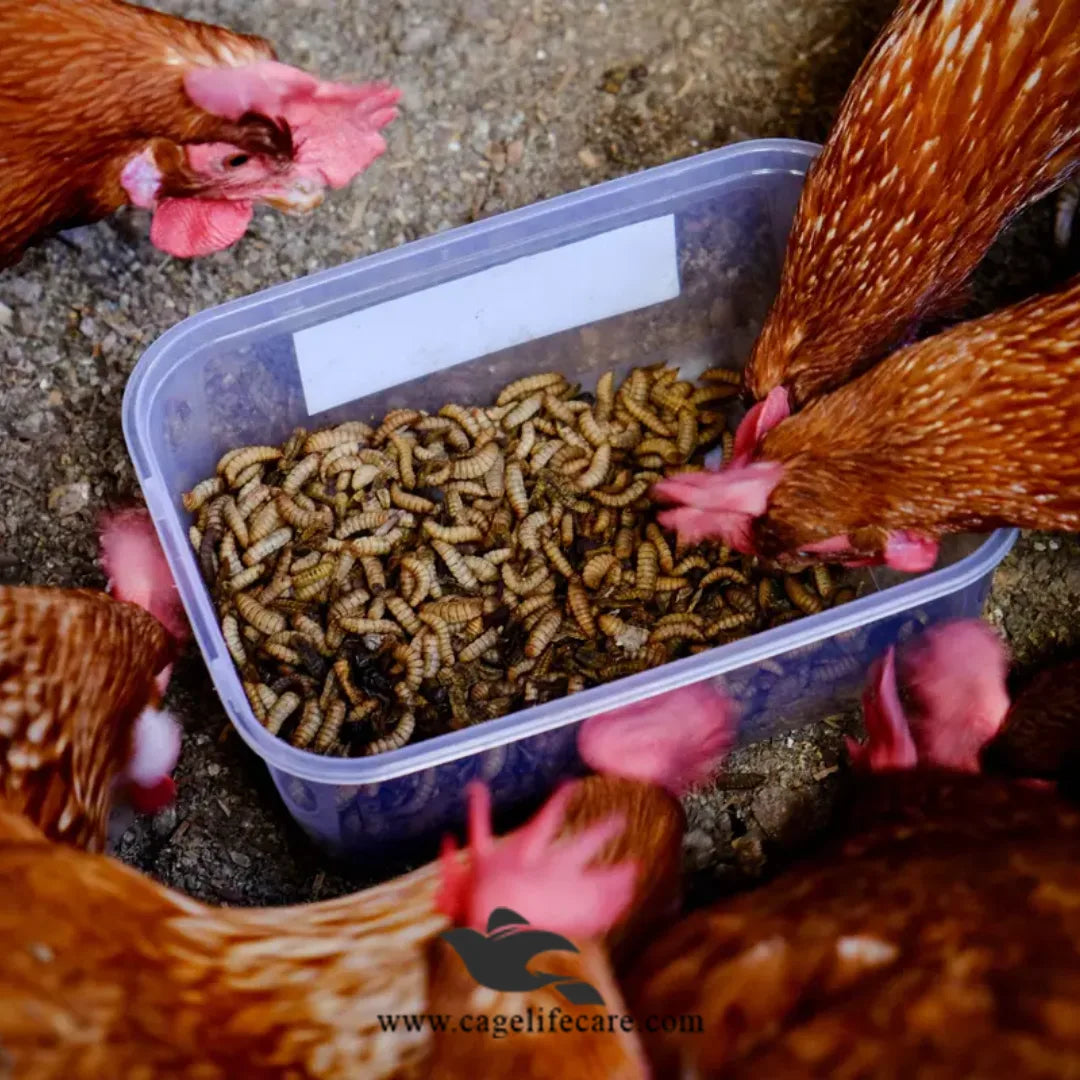 Dried Maggots – High Protein Natural Feed for Poultry & Birds