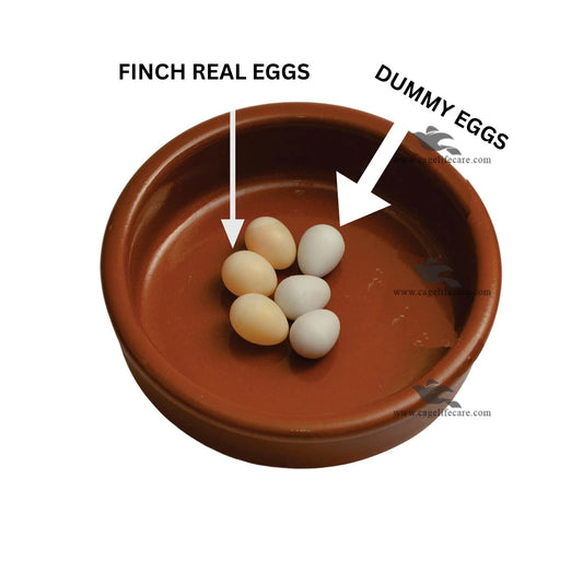 Dummy Eggs for Finches & Sparrows - Real and Fake Artifical Gouldian Finch Eggs