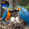 Dummy Eggs for Large Parrots – Nesting Aid