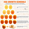 Egg Candling Pen Light - Super Bright LED for Bird Eggs Inspection