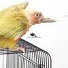 Feeding Spoon – Stainless Steel Hand Feeding Tool for Birds