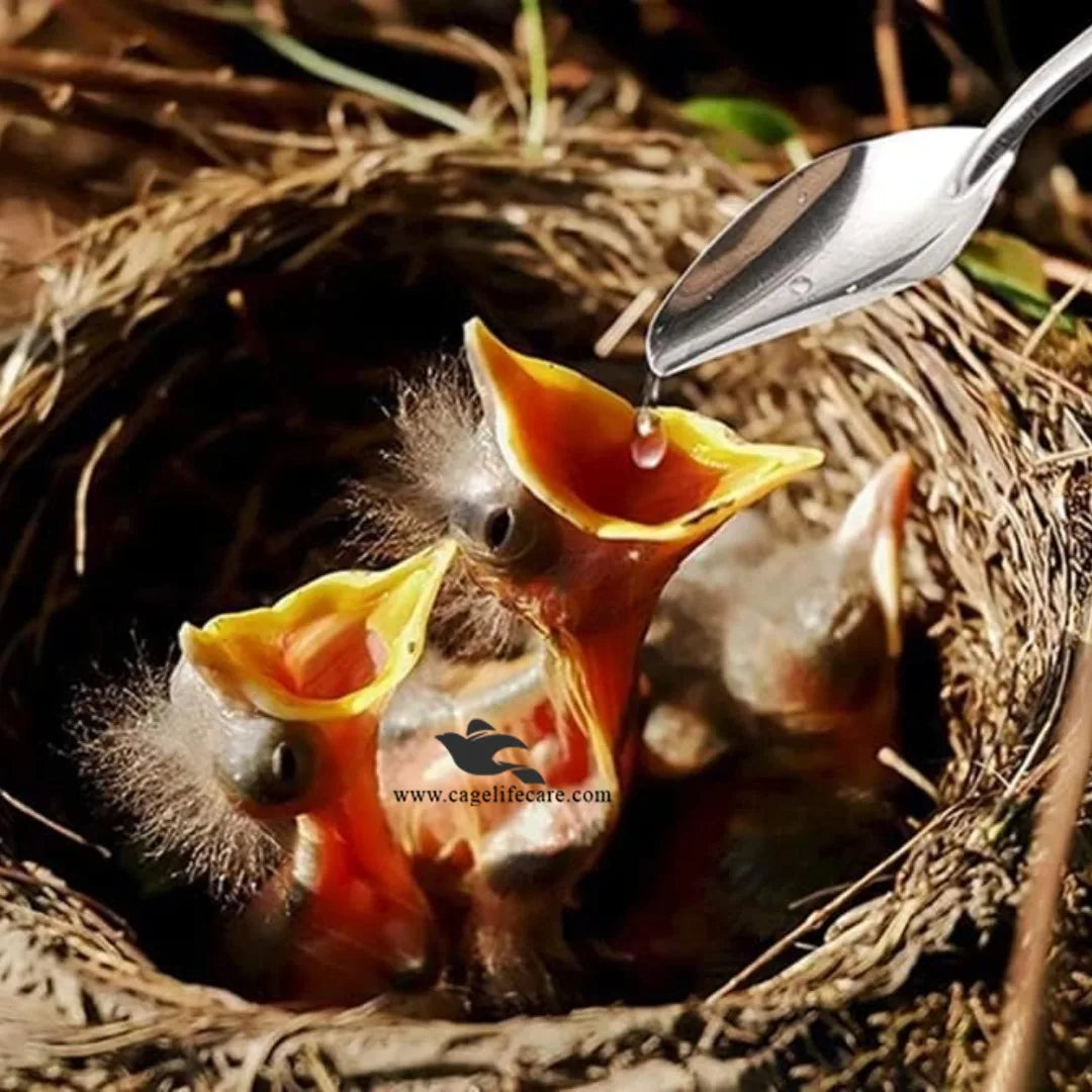 Feeding Spoon – Stainless Steel Hand Feeding Tool for Birds - Baby Birds Hand Feeing Spoon 