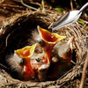 Feeding Spoon – Stainless Steel Hand Feeding Tool for Birds