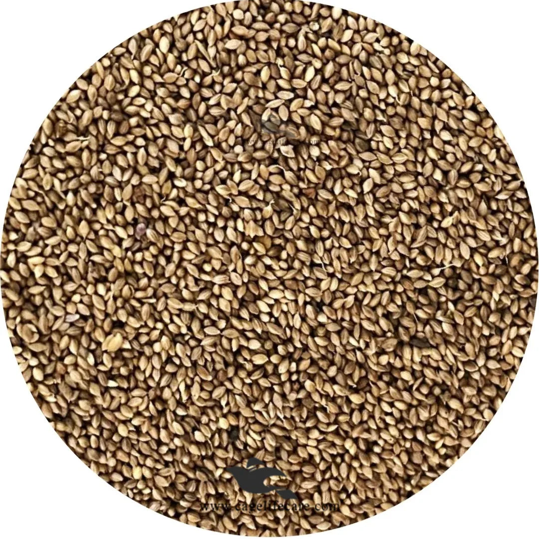 Fonio Paddy Seed – Natural Treatment for Coccidiosis