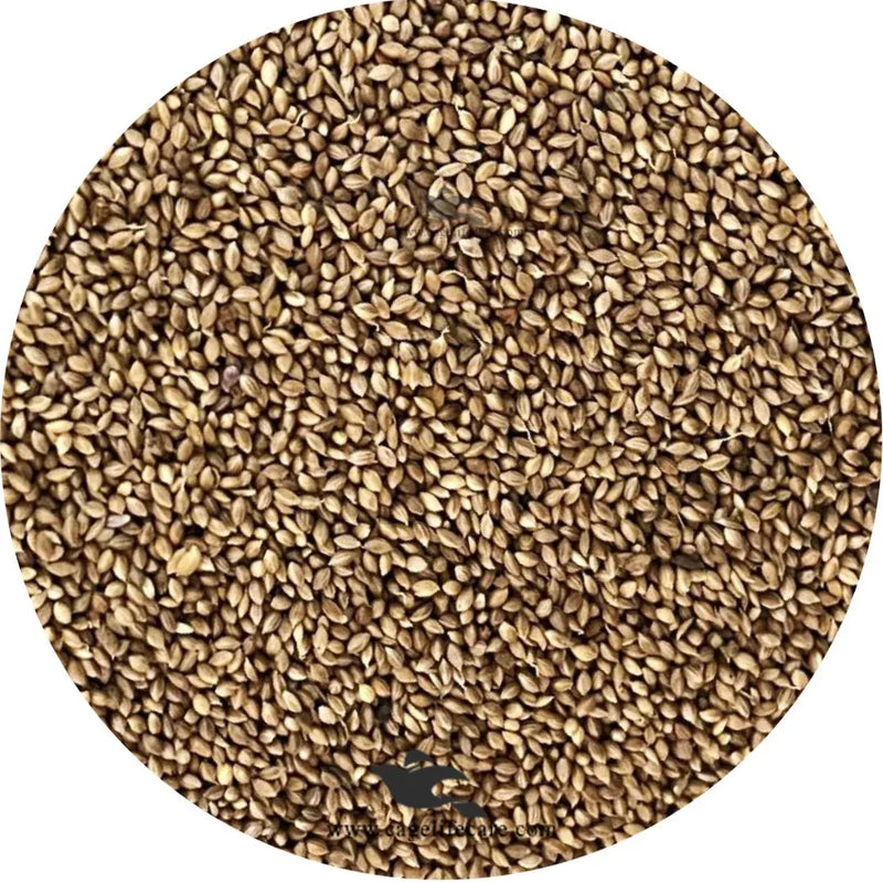 Fonio Paddy Seed –– Natural Treatment for Coccidiosis (imported)