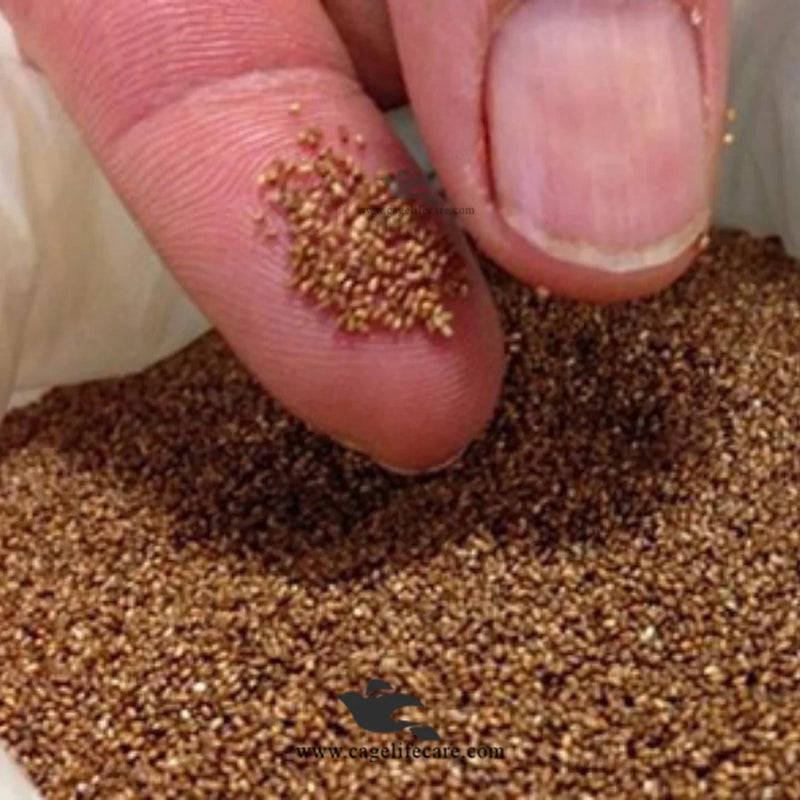 Fonio Paddy Seed –– Natural Treatment for Coccidiosis (imported)