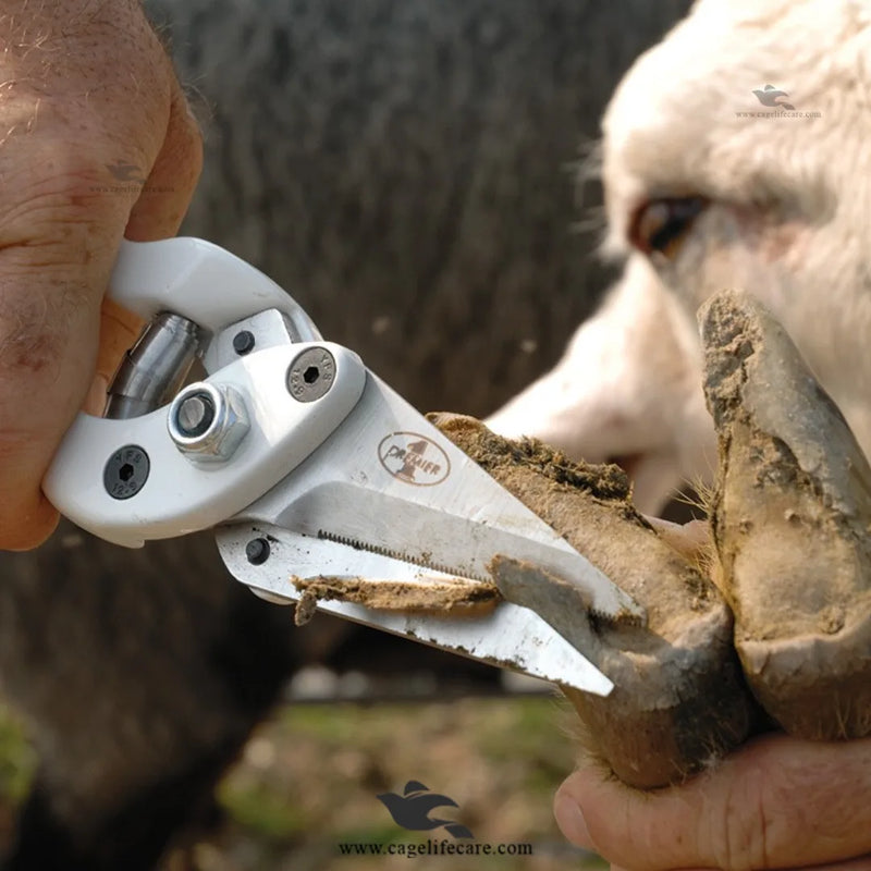 Foot Rot Hoof Cutter for Sheep and Goats