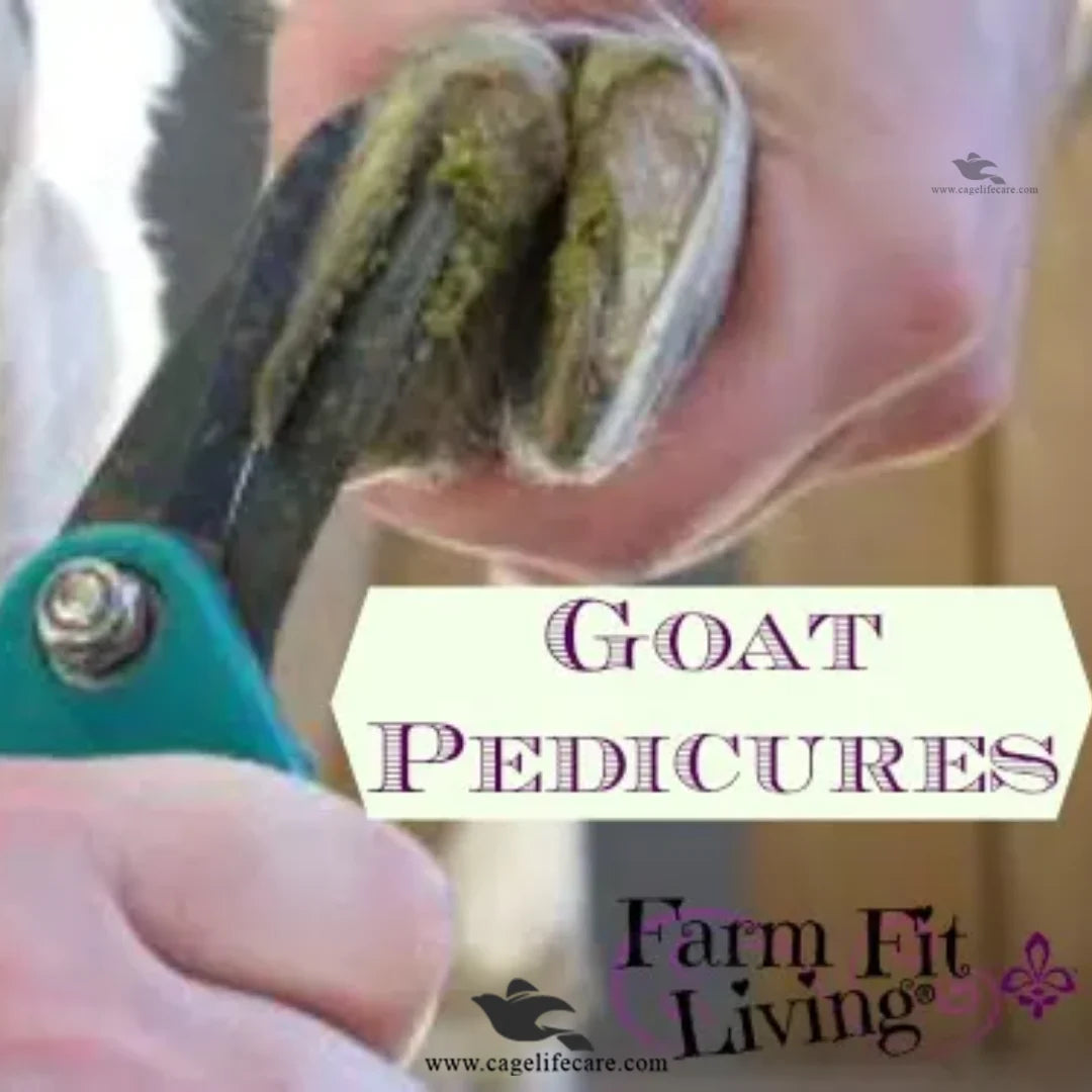 Foot Rot Hoof Cutter – Stainless Steel Sheep & Goat Hoof Cutting Scissors