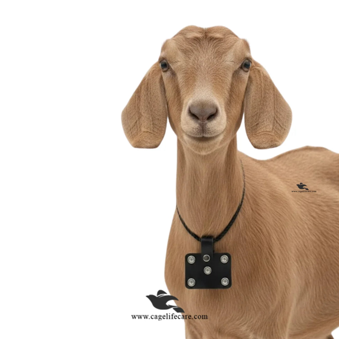 Evil eye protection necklace for goats and sheep