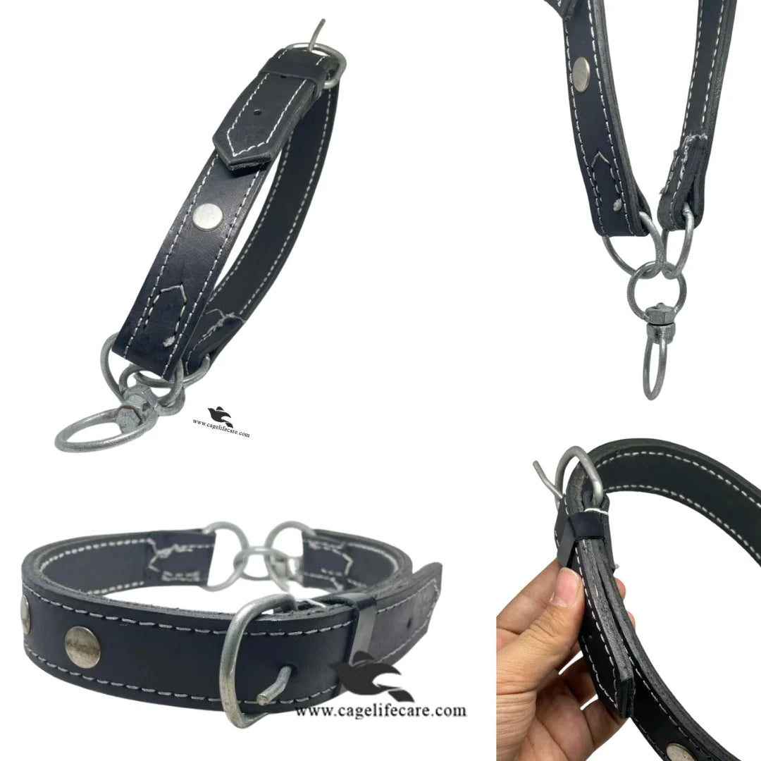 Premium black double leather belt for goats and sheep