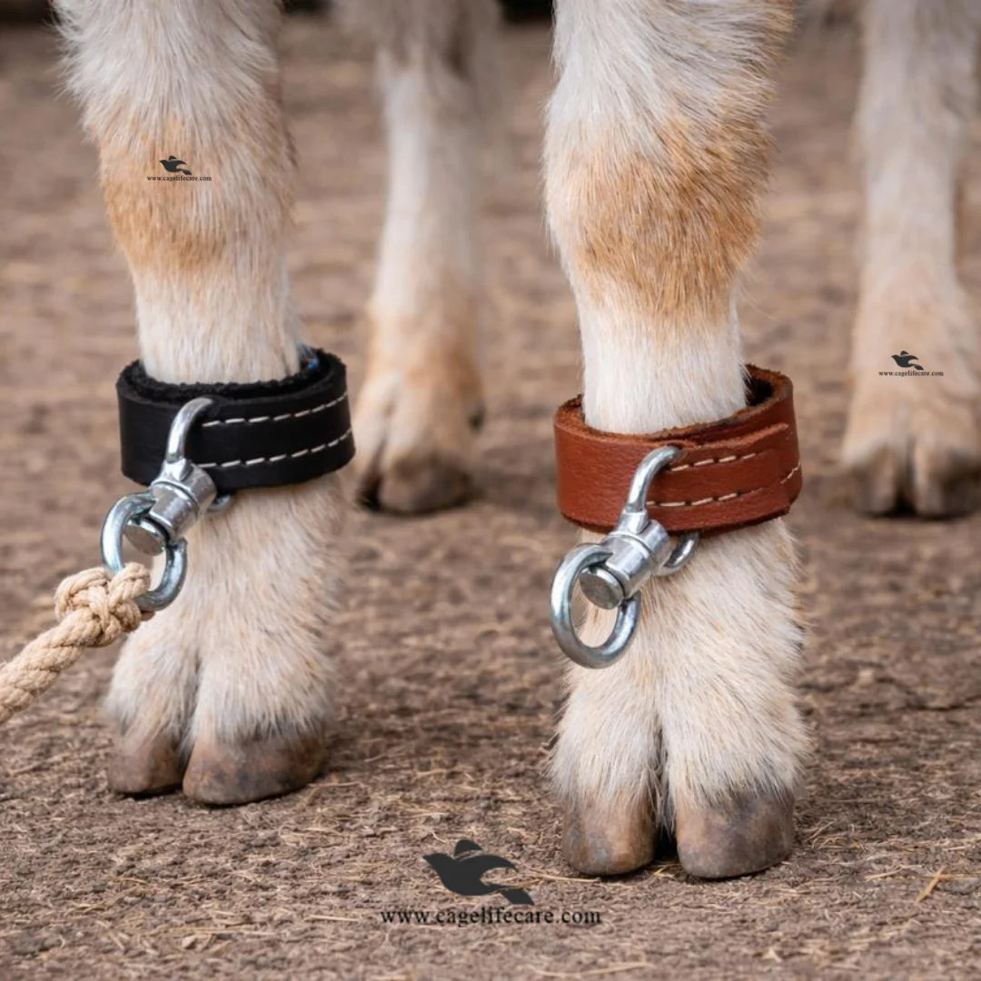 High quality livestock leg belt with metal hook