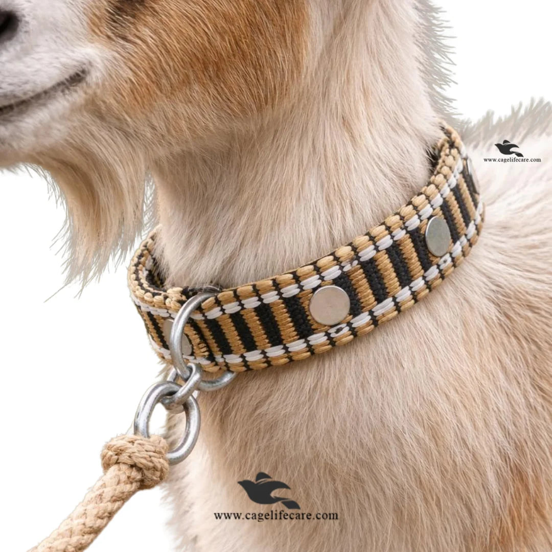 Goat & Sheep Neck Belt – Double Color Rangela Patta  Premium Export Quality