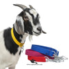 Goat & Sheep Nylon 1-Inch Neck Belt (Patta) For Small Breed Goats