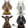 Goat & Sheep Nylon 1-Inch Neck Belt (Patta) For Small Breed Goats