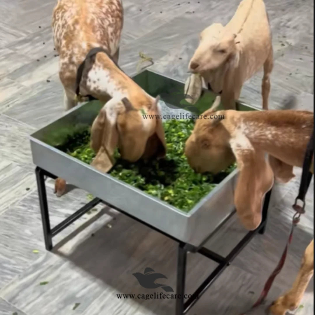 Large 10-inch depth feeding bucket for cows