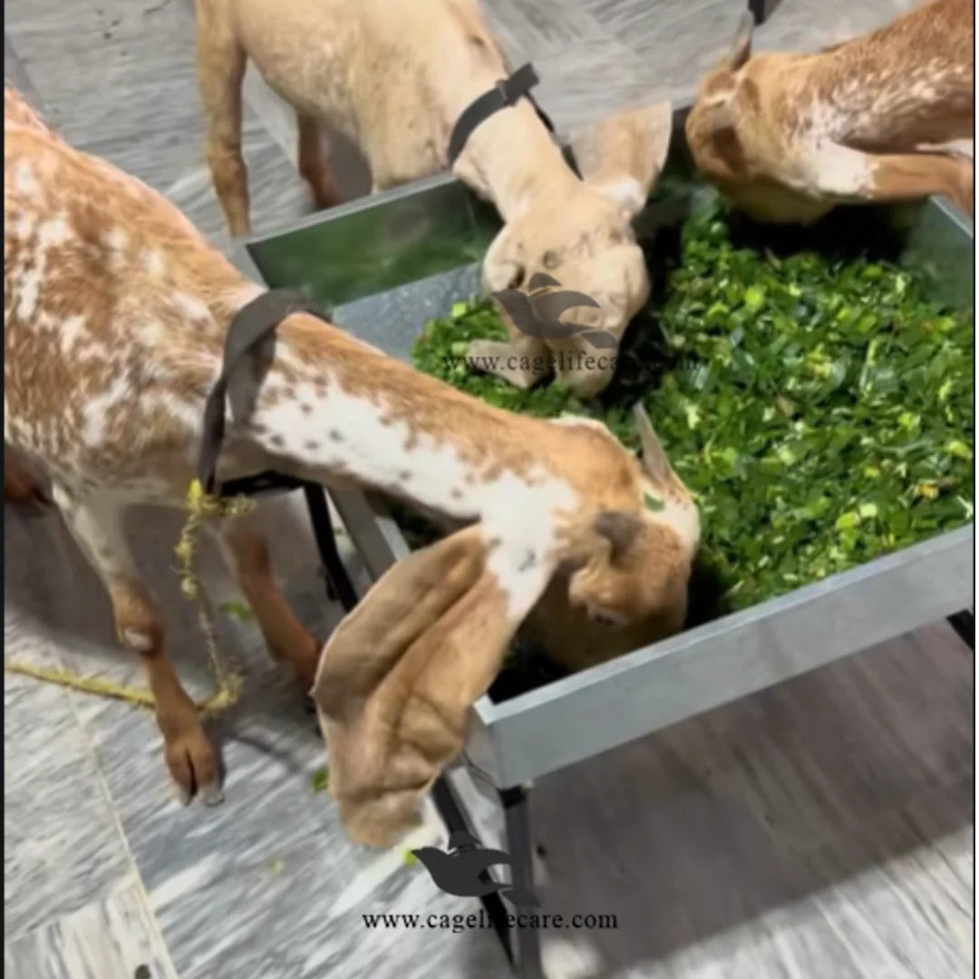 Durable and rust-resistant animal feeding bucket