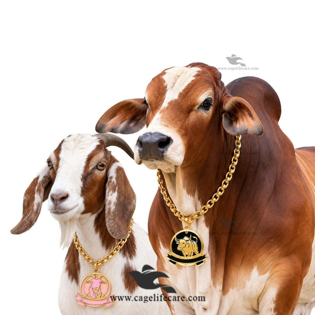 Livestock golden necklace chains for goats sheep cattle and bulls