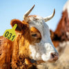 Imported Laser Printed Zee Tags for Livestock Animals