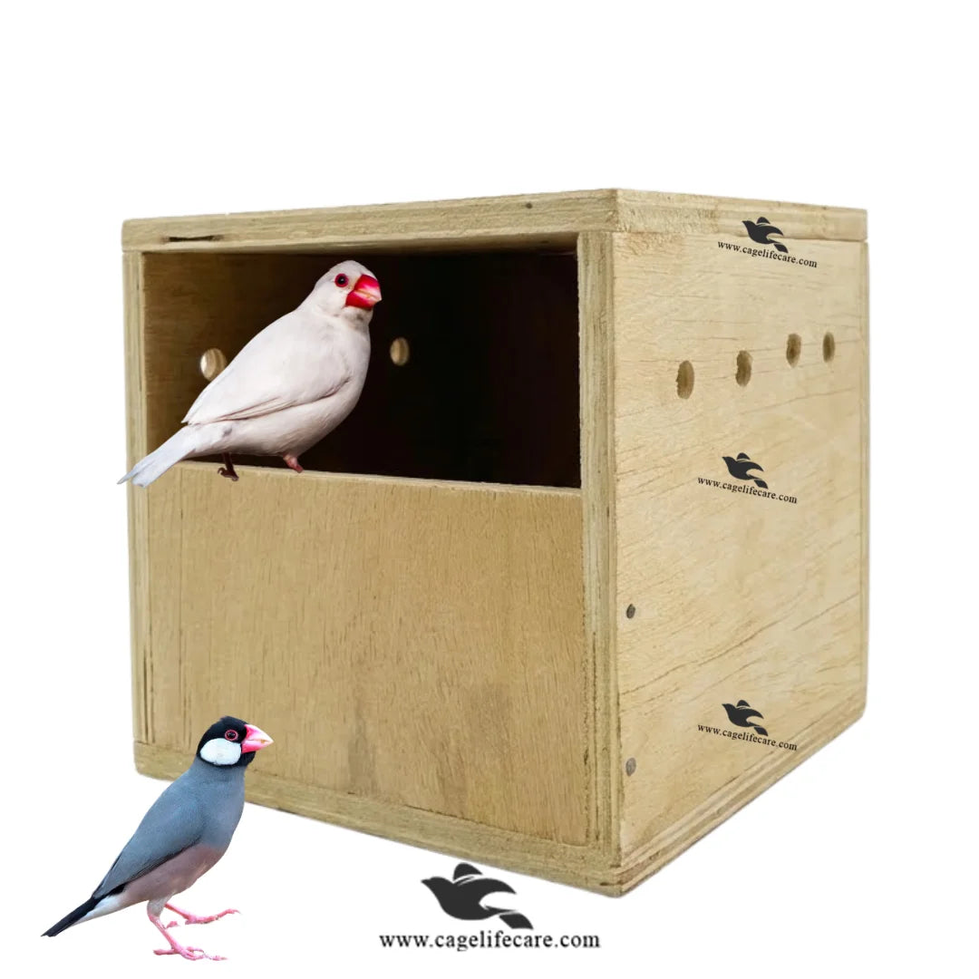 java sparrows wood breeding box
