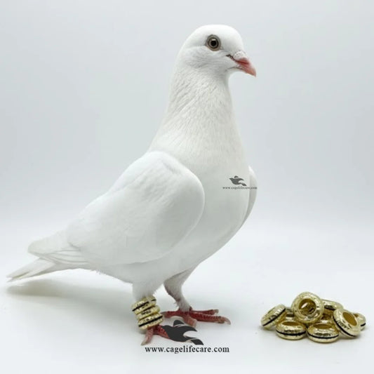 Kabootar ghungroo ring awaaz wali pigeon ring