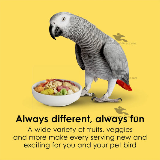 Kaytee Fiesta gourmet parrot food for daily nutrition and natural foraging