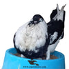 Large Nest Bowl with Coconut Mat For Pigeons & Poultry