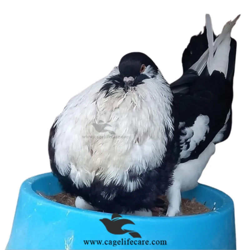 Large Nest Bowl with Coconut Mat For Pigeons & Poultry