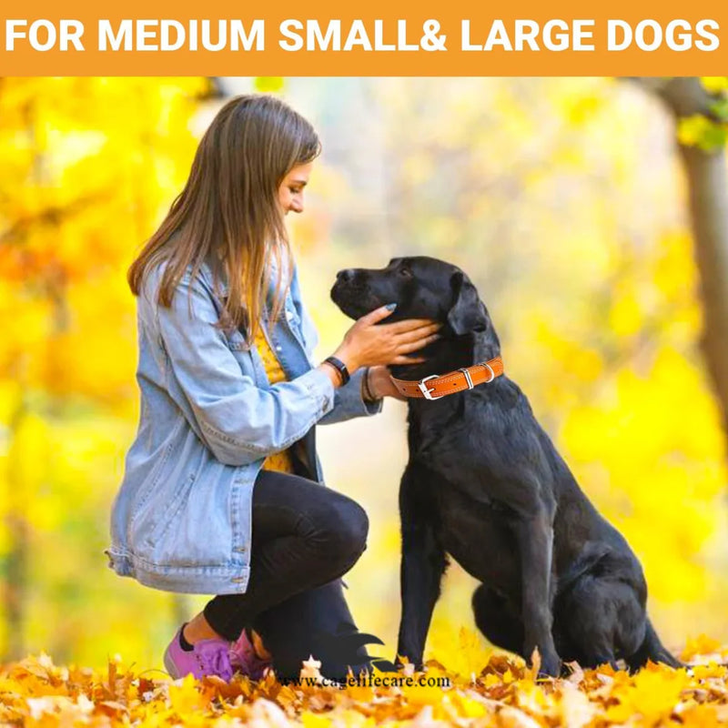 Leather Dog Collar with Double D Center – Hi-Quality